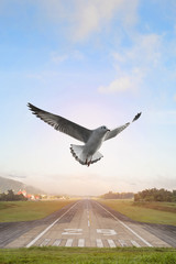 Seagulls flying over the airport runway with mountain in countryside © nuruddean