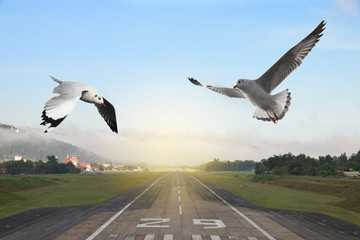 Obraz premium Seagulls flying over the airport runway with mountain in countryside