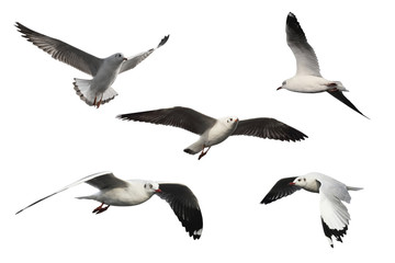 Naklejka premium set of seagulls isolated on white background - clipping paths