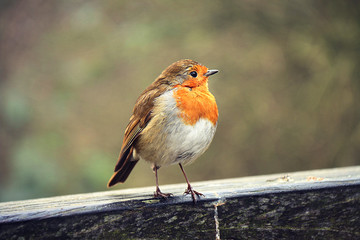 robin