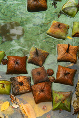 Barringtonia asiatica (fish poison tree, putat or sea poison tree)  on Vanuati Islands
 - obrazy, fototapety, plakaty
