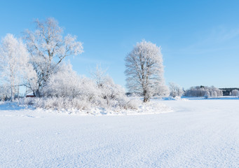 Wintry landscape and tree covered with white frost