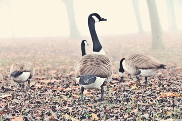 goose