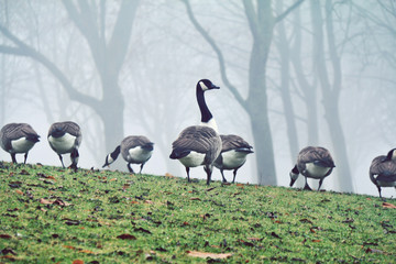 goose