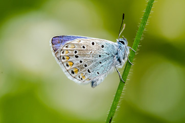 Papillon azuré sur une tige