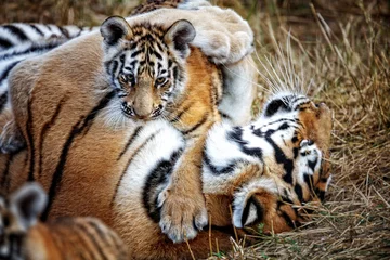 Afwasbaar Fotobehang Tijger tijgerin met welp. tijgermoeder en haar welp