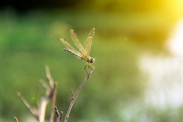 Dragonfly from asia is sitting on the little branch