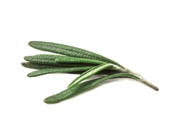 one small branch of fresh green fragrant rosemary