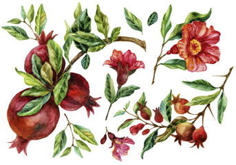 Watercolor hand painted pomegranate branches and flowers