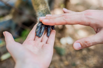 Monkey holding a man's hand through the bars