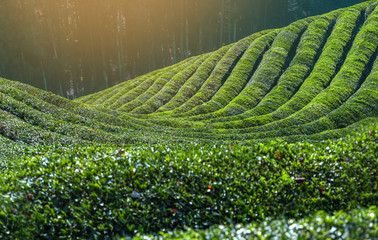 Daehandawon Green tea plantation in Boseong,South Korea..