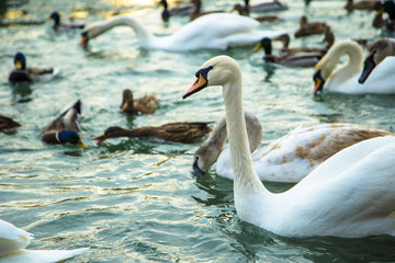 swans. DUCK plavayut and swans on the River 