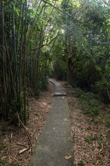 Nobody at a paved path in a lush bamboo forest on the Lamma Island in Hong Kong, China.