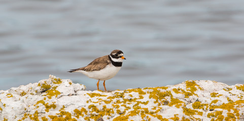 Vogel am Meer