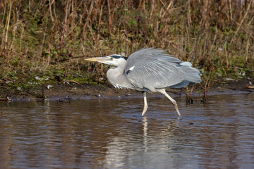 Grey Heron (Ardea cinerea) at the Water's Edge