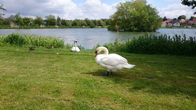 Lake, Viborg, Denmark