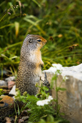 Naklejka na ściany i meble Ground Squirrel in Glacier National Park