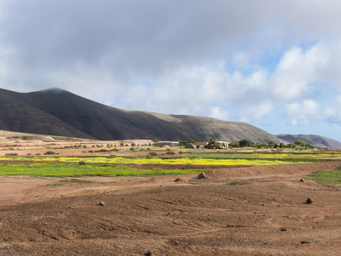 Classical dry farming on the Canary Island Fuerteventura after h