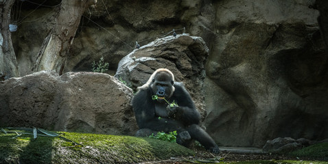 Gorilla © Marko