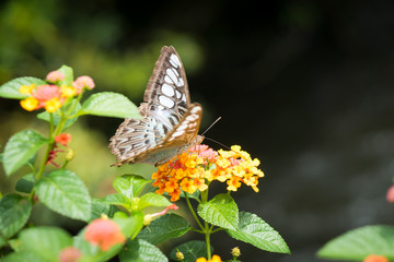 Butterfly with the flower