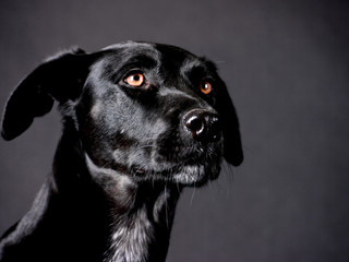 black dog (92)