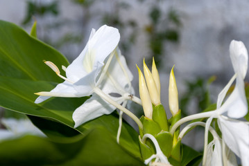White ginger lily, Hedychium coronarium, flower of the Zingiberaceae family originating in Asia and famous for its perfume in Guatemala.