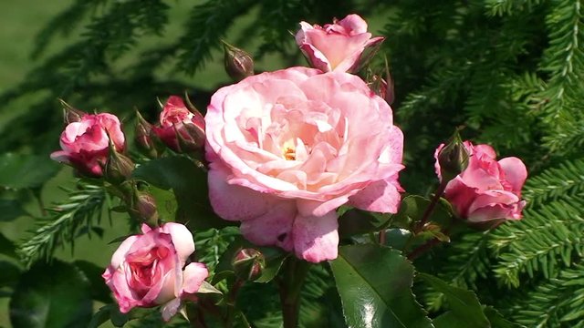 Während die Blüten und Knospen der rosa Rosen ruhig sind schaukeln die Zweige einer Hemlocktanne heftig im Wind
