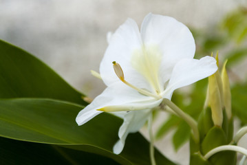 White ginger lily, Hedychium coronarium, flower of the Zingiberaceae family originating in Asia and...