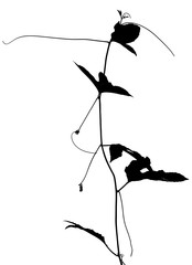 Liane noire de passiflore, fond blanc