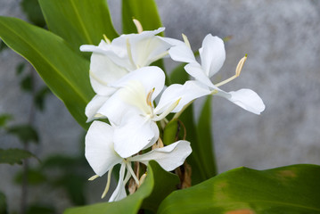 White ginger lily, Hedychium coronarium, flower of the Zingiberaceae family originating in Asia and...