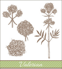 vector hand drawn valerian illustration