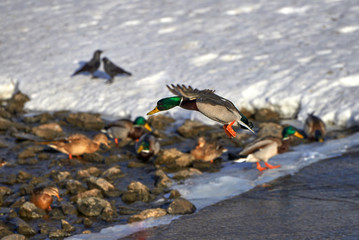 Fototapeta premium Flying duck. Winter. Russia.