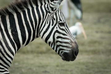 Fototapeta na wymiar Zebra's head