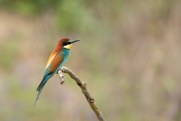 European Bee-eater