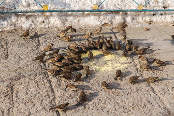 flock of sparrows in winter