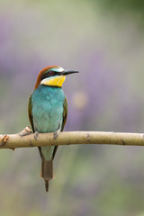 European Bee-eater