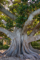 Jahrhunderte alter Gummibaum in Cádiz