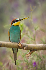 European Bee-eater