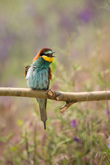 European Bee-eater