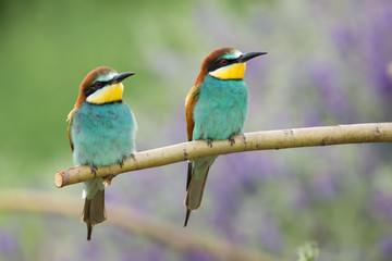 European Bee-eater