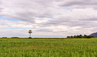 Sunflower field with clouded sky