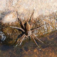 Spider on a rock