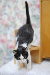 Black and white kitten climbing on a toy wooden furniture