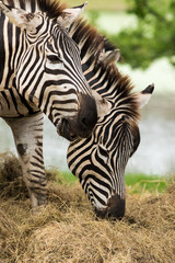 Obraz na płótnie Canvas Zebra's head