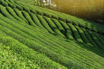 Daehandawon Green tea plantation in Boseong,South Korea.