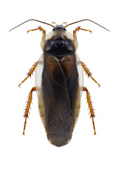 Cockroach Blaptica dubia on a white background