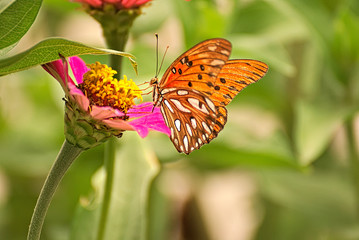 Orange butterfly on a pink flower
