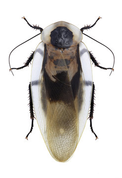 Cockroach Blaberus craniifer on a white background
