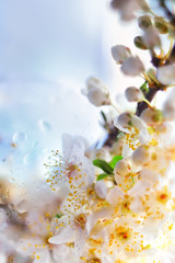 gentle image, very soft focus blooming cherry branches on a light background and drops.
