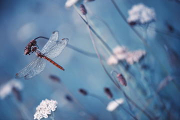 Beautiful nature scene with dragonfly - Powered by Adobe